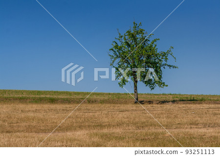 Green tree of blue sky 93251113