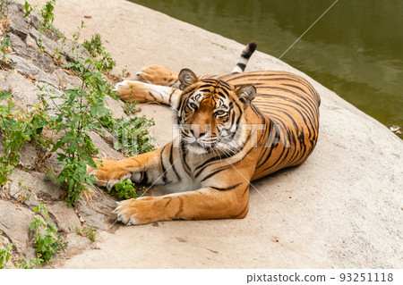 Tiger resting in the nature near the water 93251118