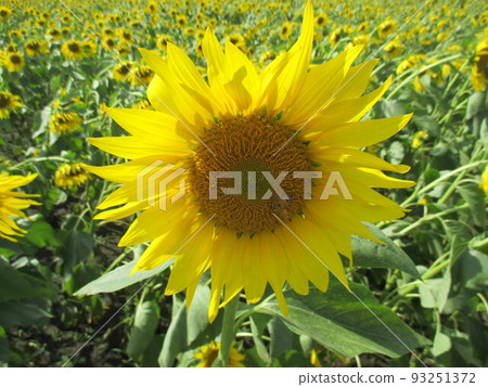 秋天的向日葵盛開的大花 93251372