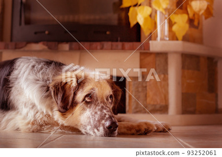 Dog rest on the floor near to a fireplace 93252061