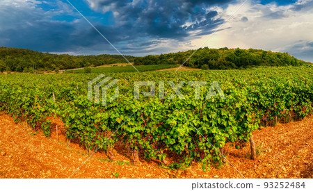 View of wineyards fields. Concept harvest time. View of wineyards fields. Concept harvest time. 93252484