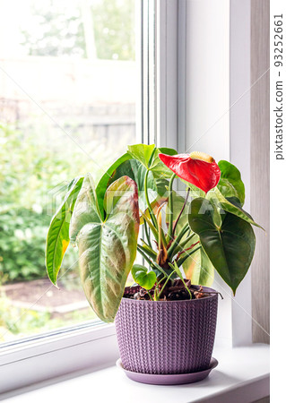 Leaves diseases of Anthurium. Leaves have brown spots and dry. Leaf blight or leaf spot. Indoor Plant Problems. Improper care Leaves diseases of Anthurium. Leaves have brown spots and dry. Leaf blight or leaf spot. Indoor Plant Problems. Improper care 93252661