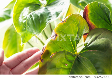 Leaves diseases of Anthurium. Leaves have brown spots and dry. Leaf blight or leaf spot. Indoor Plant Problems. Improper care Leaves diseases of Anthurium. Leaves have brown spots and dry. Leaf blight or leaf spot. Indoor Plant Problems. Improper care 93252662