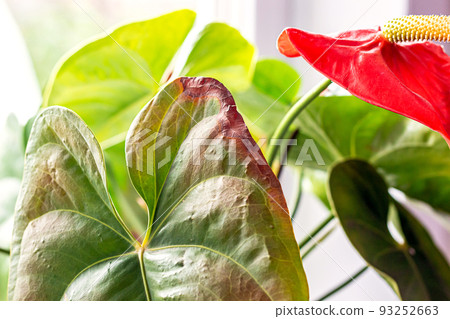 Leaves diseases of Anthurium. Leaves have brown spots and dry. Leaf blight or leaf spot. Indoor Plant Problems. Improper care Leaves diseases of Anthurium. Leaves have brown spots and dry. Leaf blight or leaf spot. Indoor Plant Problems. Improper care 93252663