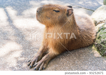 Capybara relaxing in the shade Capybara relaxing in the shade 93252671