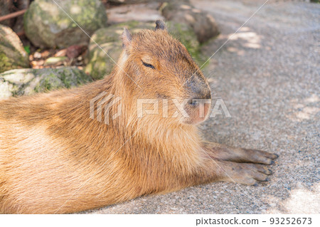 Capybara relaxing in the shade 93252673