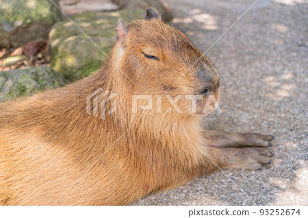 Capybara relaxing in the shade 93252674