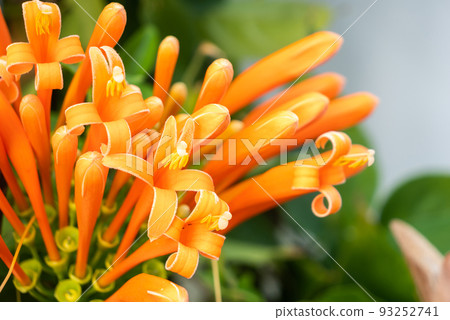 Fresh Orange trumpet 93252741