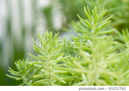 Sedum reflexum Angelina or sedum rupestre Angelina Sedum reflexum Angelina or sedum rupestre Angelina 93252762