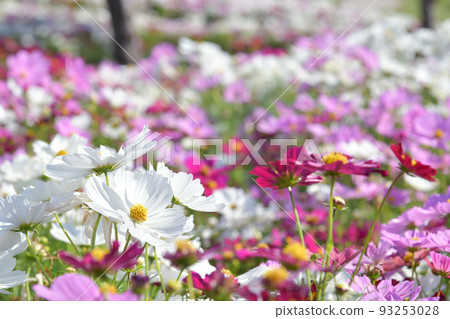 白色宇宙 93253028