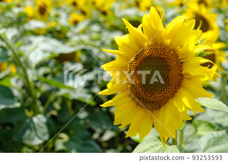 Large sunflower flower against sunflower field, bright sunflower, natural background, selective focus Large sunflower flower against sunflower field, bright sunflower, natural background, selective focus 93253593