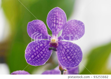 August Chofu 1136 蝴蝶蘭（蝴蝶蘭）/蘭科/金代植物園 93253882