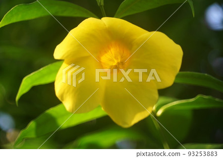 8月：調布1137夾竹桃科/夾竹桃科/金代植物園 93253883