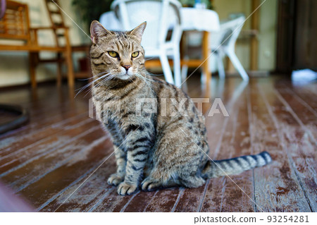 beautiful striped cat on the wooden floor in the house. 93254281