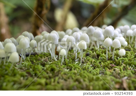 我在森林裡遇到的一個可愛的小頭小蘑菇 93254393