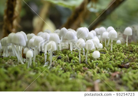 A cute little mushroom with a small head I met in the forest A cute little mushroom with a small head I met in the forest 93254723