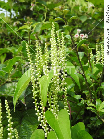 Yamano no Mori 93254816