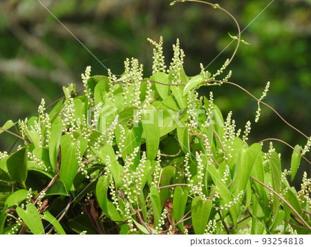 Yamano no Mori Yamano no Mori 93254818