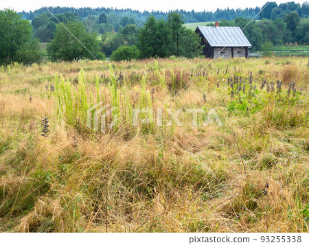overgrown meadow near river and forest in village 93255338