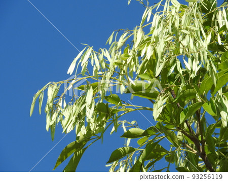 Griffith's ash fruit 93256119