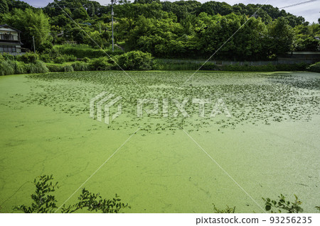 Komkocho Umami Sakoike（岡山縣淺口市） 93256235
