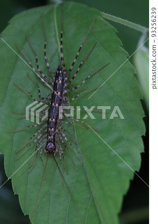 生物節肢動物格吉，俗稱格吉格吉。一種令人毛骨悚然的厭惡，但實際上是一種吃蟑螂的有益昆蟲 93256239
