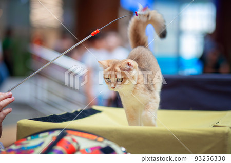 A beautiful kitten of the British breed is presented at the cat show A beautiful kitten of the British breed is presented at the cat show 93256330