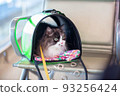 A cat in a carrier bag sits in the airport lounge. 93256424