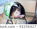 A surprised frightened cat in a carrier sits at the airport 93256427