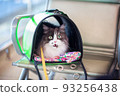 A surprised frightened cat in a carrier sits at the airport 93256438