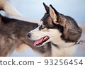 Beautiful dog of the Alaskan Clique breed 93256454