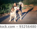 Beautiful dog of the Alaskan Clique breed 93256480