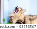 Beautiful Siberian cat lies on the table and yawns 93256507