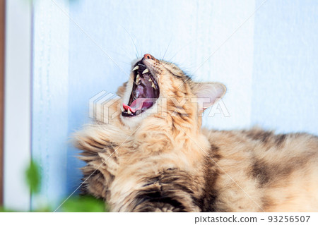 Beautiful Siberian cat lies on the table and yawns Beautiful Siberian cat lies on the table and yawns 93256507
