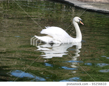 Beautiful Swan on a Crystal Clear blue river reflection Beautiful Swan on a Crystal Clear blue river reflection 93256610