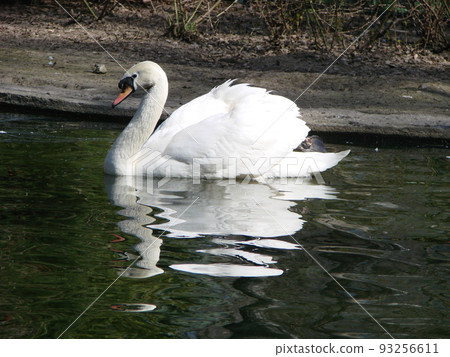 Beautiful Swan on a Crystal Clear blue river reflection Beautiful Swan on a Crystal Clear blue river reflection 93256611