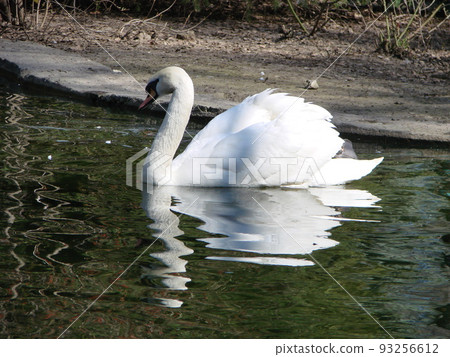 Beautiful Swan on a Crystal Clear blue river reflection Beautiful Swan on a Crystal Clear blue river reflection 93256612