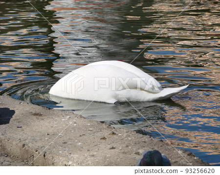 White gray young swan swimming and diving looking for food in a shallow clean river 93256620