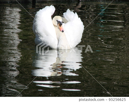 Beautiful Swan on a Crystal Clear blue river reflection Beautiful Swan on a Crystal Clear blue river reflection 93256625