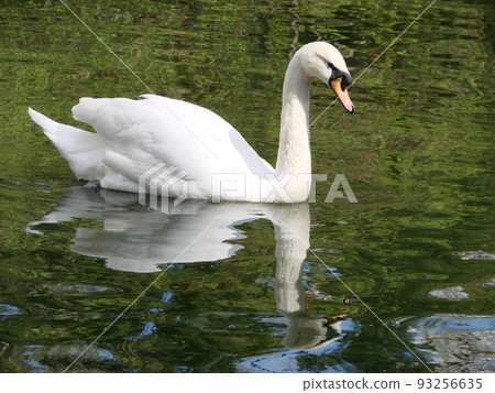 Beautiful Swan on a Crystal Clear blue river reflection 93256635