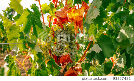 grapes drying up from heat in department Gers France 93257421