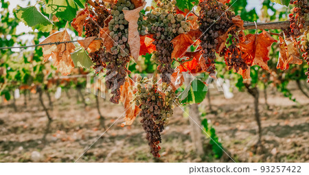 drying grapes in France due to hot weather of summer 2022 93257422