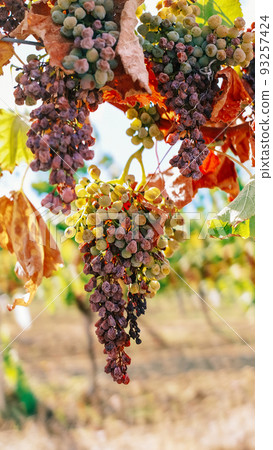 drying grapes in France due to abnormal heat drying grapes in France due to abnormal heat 93257424