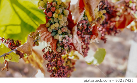 abnormally hot summer in France has led to drying grapes abnormally hot summer in France has led to drying grapes 93257425