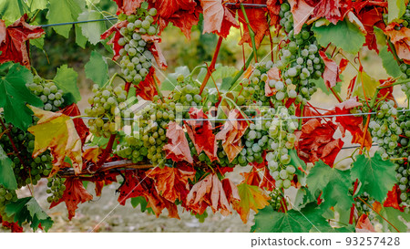 abnormal drought in France grape crop failure in wine regions abnormal drought in France grape crop failure in wine regions 93257428