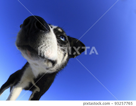 Puppies for dog sledding, already dignified appearance 93257765