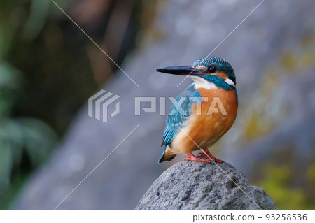 Ruri-colored popular kingfisher 93258536