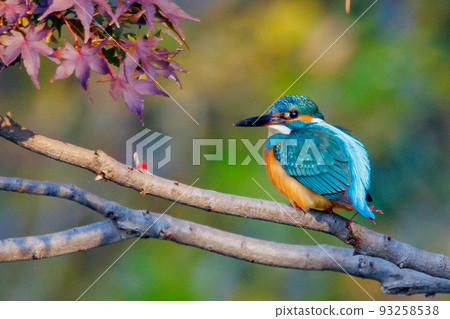 Ruri-colored popular kingfisher 93258538