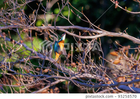 Ruri-colored popular kingfisher 93258570