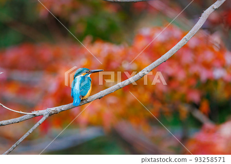 Ruri-colored popular kingfisher 93258571